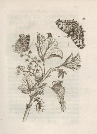Maria Sibylla Merian - Der Raupen wunderbare Verwandelung und sonderbare BlumenNahrung Pl015.webp