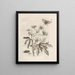 Die wundersame Verwandlung der Raupen und das seltsame Blumenfutter Pl. 016 - Maria Sibylla Merian — gerahmtes Bild an der Wand