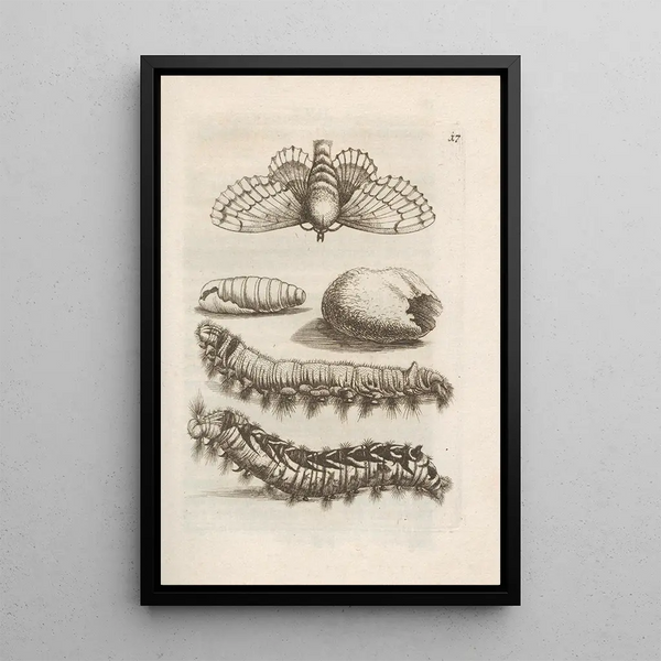 Maria Sibylla Merian - Der Raupen wunderbare Verwandelung und sonderbare BlumenNahrung Pl018.webp
