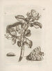 Die wundersame Verwandlung der Raupen und das seltsame Blumenfutter Pl. 019 - Maria Sibylla Merian — Ansicht des Kunstwerks