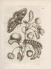 Die wundersame Verwandlung der Raupen und die seltsame Nahrung der Blumen Pl024 - Maria Sibylla Merian — Ansicht des Kunstwerks