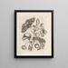 Die wundersame Verwandlung der Raupen und die seltsame Nahrung der Blumen Pl024 - Maria Sibylla Merian — gerahmtes Bild an der Wand