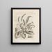 Das wundersame Wandeln der Raupen und die seltsame Nahrung der Blumen Pl037 - Maria Sibylla Merian — gerahmtes Bild an der Wand