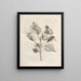 Die wundersame Verwandlung der Raupen und die seltsame Nahrung der Blumen Pl043 - Maria Sibylla Merian — gerahmtes Bild an der Wand