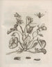 Die wundersame Verwandlung der Raupen und die seltsame Nahrung der Blumen Pl052 - Maria Sibylla Merian — Ansicht des Kunstwerks