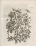 Die wundersame Verwandlung der Raupen und die seltsame Nahrung der Blumen Pl058 - Maria Sibylla Merian — Ansicht des Kunstwerks