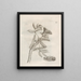 Die wundersame Verwandlung der Raupen und die seltsame Nahrung der Blumen Pl060 - Maria Sibylla Merian — gerahmtes Bild an der Wand