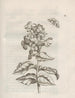Die wundersame Verwandlung der Raupen und die seltsame Nahrung der Blumen Pl061 - Maria Sibylla Merian — Ansicht des Kunstwerks