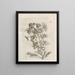 Die wundersame Verwandlung der Raupen und die seltsame Nahrung der Blumen Pl066 - Maria Sibylla Merian — gerahmtes Bild an der Wand