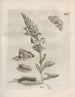 Die wundersame Verwandlung der Raupen und die seltsame Nahrung der Blumen Pl070 - Maria Sibylla Merian — Ansicht des Kunstwerks