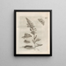 Die wundersame Verwandlung der Raupen und die seltsame Nahrung der Blumen Pl070 - Maria Sibylla Merian — gerahmtes Bild an der Wand