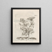 Die wundersame Verwandlung der Raupen und die seltsame Nahrung der Blumen Pl077 - Maria Sibylla Merian — gerahmtes Bild an der Wand