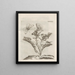 Die wundersame Verwandlung der Raupen und die seltsame Nahrung der Blumen Pl090 - Maria Sibylla Merian — gerahmtes Bild an der Wand