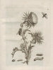 Die wundersame Verwandlung der Raupen und die seltsame Nahrung der Blumen Pl101 - Maria Sibylla Merian — Ansicht des Kunstwerks
