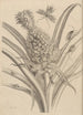 Dissertation über die Entstehung und die Metamorphosen der Insekten aus Surinam Pl01 - Maria Sibylla Merian — Ansicht des Kunstwerks