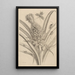 Dissertation über die Entstehung und die Metamorphosen der Insekten aus Surinam Pl01 - Maria Sibylla Merian — gerahmtes Bild an der Wand