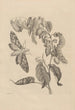 Dissertation über die Entstehung und die Metamorphosen der Insekten von Surinam Pl03 - Maria Sibylla Merian — Ansicht des Kunstwerks