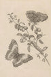 Dissertation über die Entstehung und die Metamorphosen der Insekten von Surinam Pl07 - Maria Sibylla Merian — Ansicht des Kunstwerks