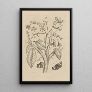 Maria Sibylla Merian - Dissertatio de generatione et metamorphosibus insectorum surinamensium Pl08.webp