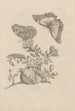 Dissertation über die Entstehung und die Metamorphosen der Insekten aus Surinam Pl09 - Maria Sibylla Merian — Ansicht des Kunstwerks