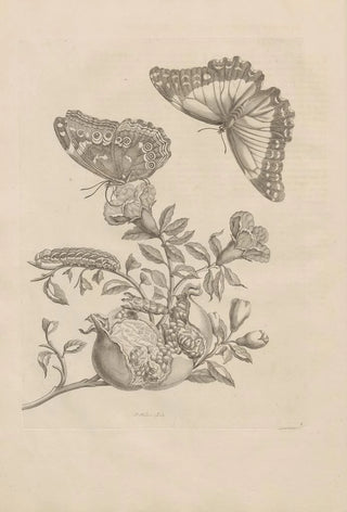 Maria Sibylla Merian - Dissertatio de generatione et metamorphosibus insectorum surinamensium Pl09.webp
