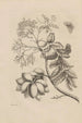 Dissertation über die Entstehung und die Metamorphosen der Insekten von Surinam Pl13 - Maria Sibylla Merian — Ansicht des Kunstwerks