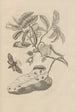Dissertation über die Entstehung und die Metamorphosen der Insekten von Surinam Pl14 - Maria Sibylla Merian — Ansicht des Kunstwerks