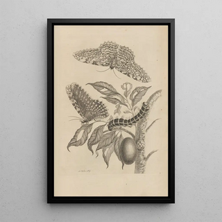 Maria Sibylla Merian - Dissertatio de generatione et metamorphosibus insectorum surinamensium Pl20.webp