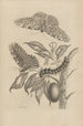 Dissertation über die Entstehung und die Metamorphosen der Insekten von Surinam Pl20 - Maria Sibylla Merian — Ansicht des Kunstwerks