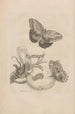 Dissertation über die Entstehung und die Metamorphosen der Insekten von Surinam Pl23 - Maria Sibylla Merian — Ansicht des Kunstwerks