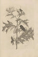 Dissertation über die Entstehung und die Metamorphosen der Insekten von Surinam Pl24 - Maria Sibylla Merian — Ansicht des Kunstwerks
