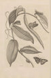 Dissertation über die Entstehung und die Metamorphosen der Insekten aus Surinam Pl25 - Maria Sibylla Merian — Ansicht des Kunstwerks