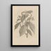 Dissertation über die Entstehung und die Metamorphosen der Insekten von Surinam Pl26 - Maria Sibylla Merian — gerahmtes Bild an der Wand