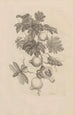 Dissertation über die Entstehung und die Metamorphosen der Insekten von Surinam Pl27 - Maria Sibylla Merian — Ansicht des Kunstwerks