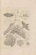 Dissertatio über die Entstehung und Metamorphosen der Insekten in Surinam Pl34 - Maria Sibylla Merian — Ansicht des Kunstwerks