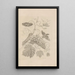 Dissertatio über die Entstehung und Metamorphosen der Insekten in Surinam Pl34 - Maria Sibylla Merian — gerahmtes Bild an der Wand