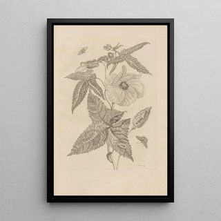 Maria Sibylla Merian - Dissertatio de generatione et metamorphosibus insectorum surinamensium Pl42.webp