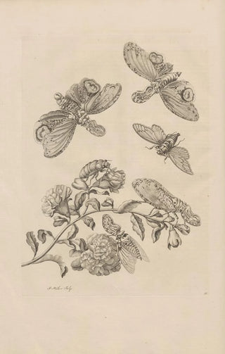 Maria Sibylla Merian - Dissertatio de generatione et metamorphosibus insectorum surinamensium Pl49.webp