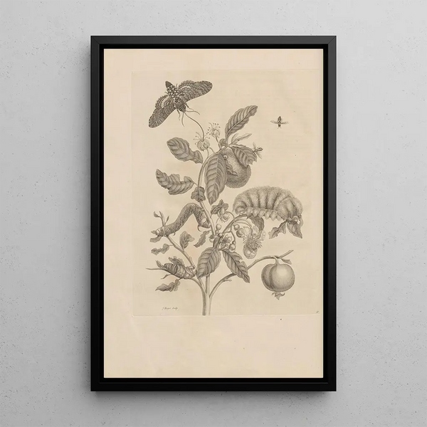 Dissertatio de generatione et metamorphoses des insectes surinamens Pl57 - Maria Sibylla Merian — gerahmtes Bild an der Wand