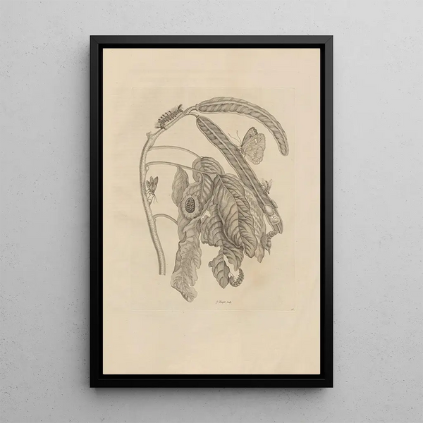 Dissertatio über die Entstehung und Metamorphose der Insekten Surinamens Pl58 - Maria Sibylla Merian — gerahmtes Bild an der Wand