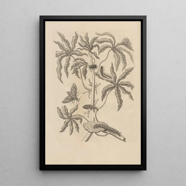 Dissertatio de generatione et metamorphoses des insectes surinamens Pl61 - Maria Sibylla Merian — gerahmtes Bild an der Wand