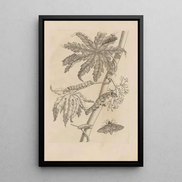 Dissertatio de generatione et metamorphoses des insectes surinamens Pl62 - Maria Sibylla Merian — gerahmtes Bild an der Wand