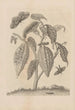 Dissertatio de generatione et metamorphoses des insectes surinamens Pl63 - Maria Sibylla Merian — Ansicht des Kunstwerks