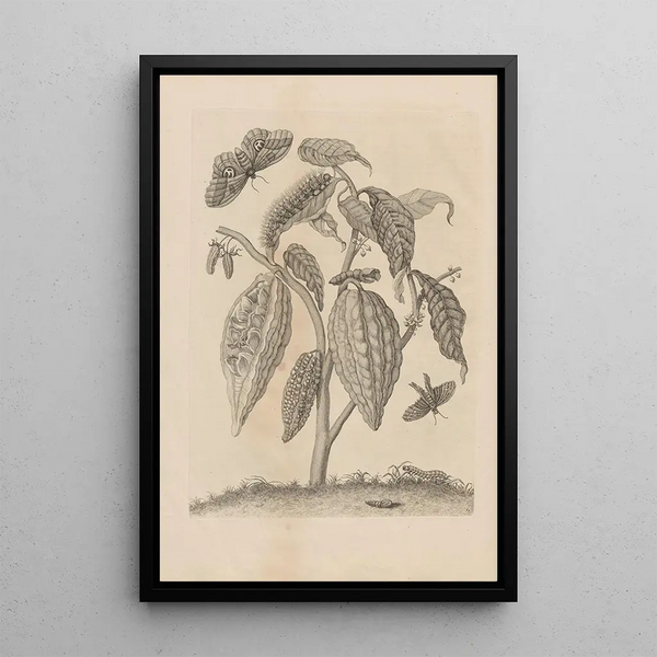 Dissertatio de generatione et metamorphoses des insectes surinamens Pl63 - Maria Sibylla Merian — gerahmtes Bild an der Wand