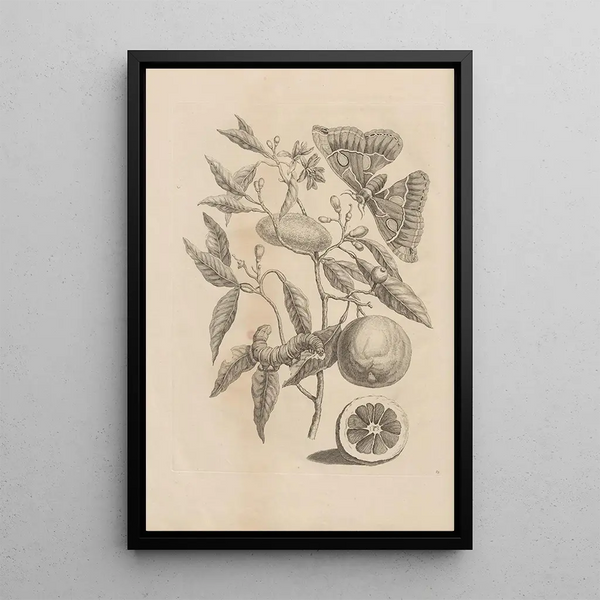 Dissertatio über die Entstehung und Metamorphose der Insekten Surinamens Pl65 - Maria Sibylla Merian — gerahmtes Bild an der Wand