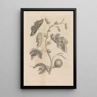 Maria Sibylla Merian - Dissertatio de generatione et metamorphosibus insectorum surinamensium Pl67.webp