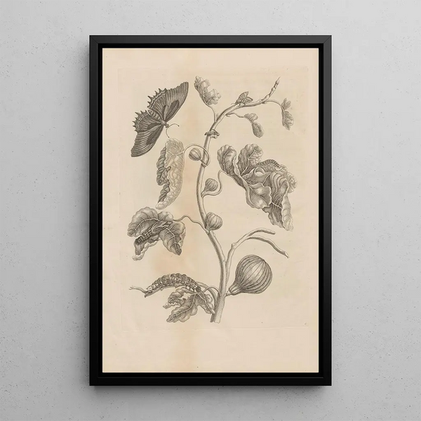 Dissertatio de generatione et metamorphoses des insectes surinamens Pl67 - Maria Sibylla Merian — gerahmtes Bild an der Wand