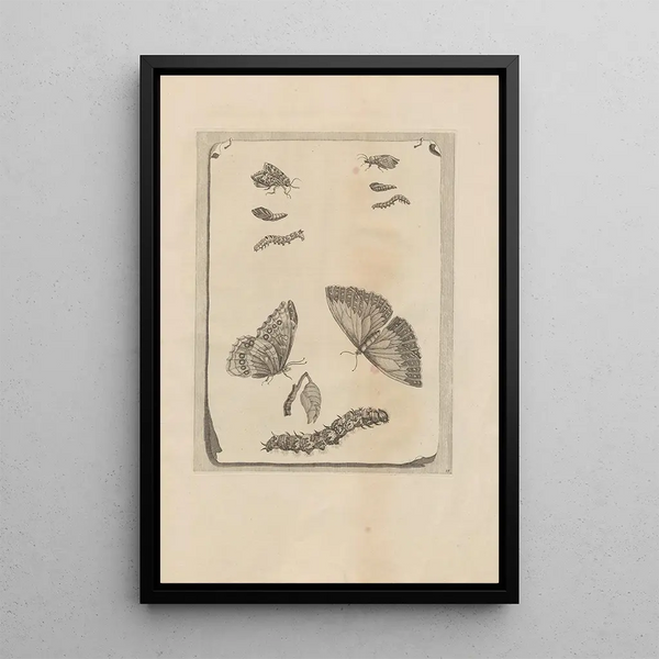 Dissertatio de generatione et metamorphoses des insectes surinamens Pl68 - Maria Sibylla Merian — gerahmtes Bild an der Wand
