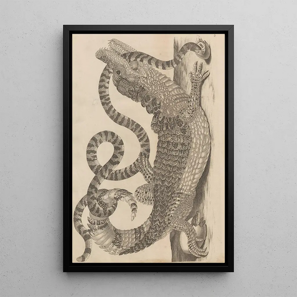 Dissertatio de generatione et metamorphoses des insectes surinamens Pl69 - Maria Sibylla Merian — gerahmtes Bild an der Wand