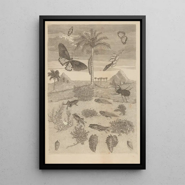 Dissertatio über die Entstehung und Metamorphosen der Insekten aus Surinam Pl72 - Maria Sibylla Merian — gerahmtes Bild an der Wand